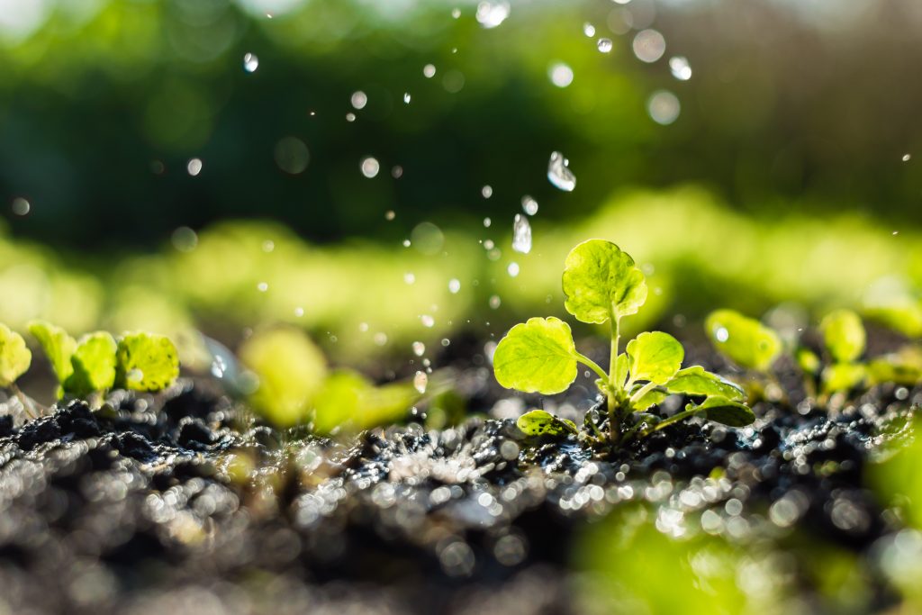 Ökologische Vorteile der konservierenden Landwirtschaft - Glyphosate